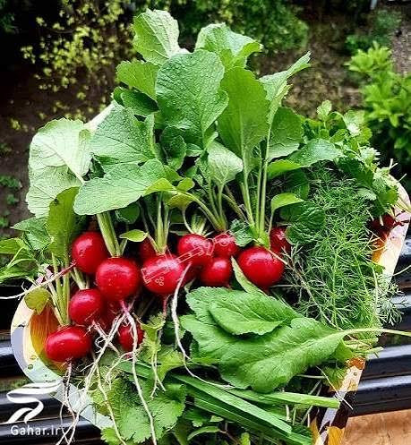 پکیج اقتصادی ۹ رقم بذر سبزی خوردن درجه یک و عالی،تره،تره تیزک یا شاهی،جعفری عطری،گشنیز،تربچه،ریحان سبز و بنفش،پیازچه سفید و قرمز