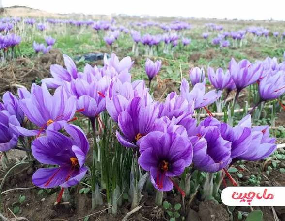 پیاز زعفران خوراکی ۵۰۰ گرمی