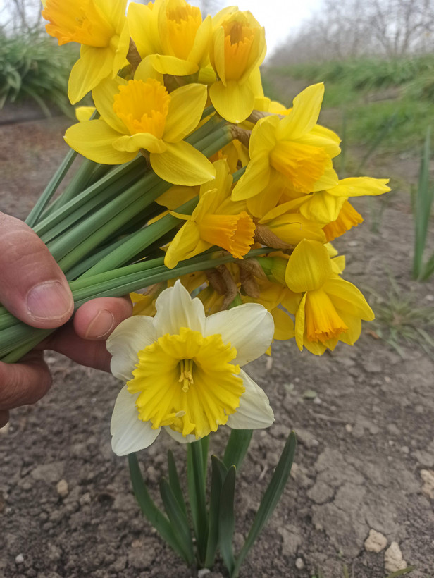 پیاز گل نرگس هلندی ژونکی (بسته یک کیلوگرمی) گلدهی از سال اول