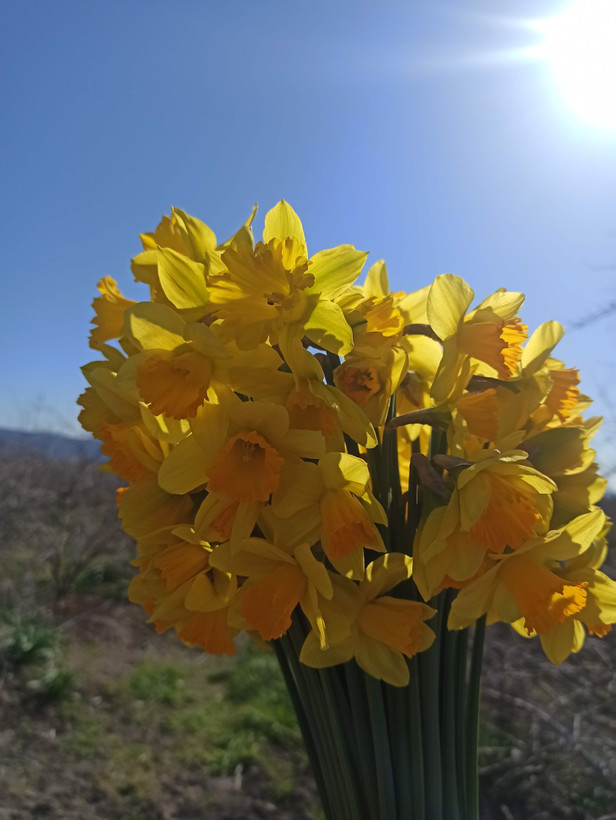 پیاز گل نرگس هلندی ژونکی (بسته یک کیلوگرمی) گلدهی از سال اول