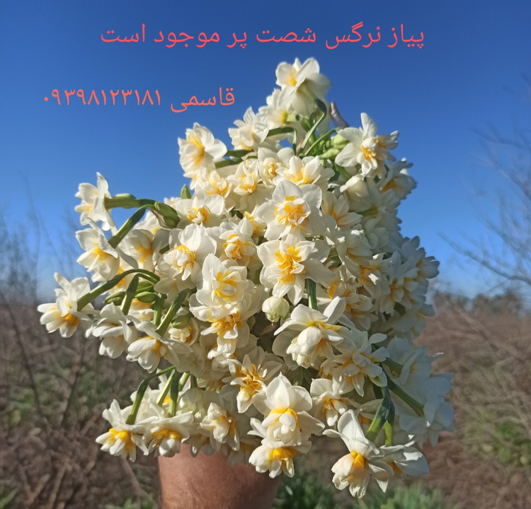 پیاز گل نرگس شصت پر معطر با کیفیت گلدهی از امسال (بسته یک کیلوگرمی)