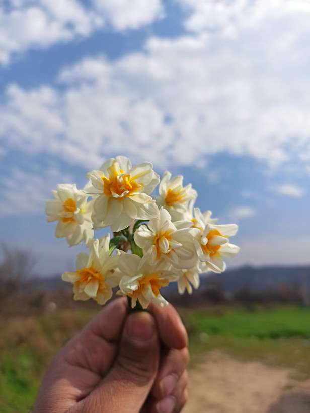 پیاز گل نرگس شصت پر معطر با کیفیت گلدهی از امسال (بسته یک کیلوگرمی)