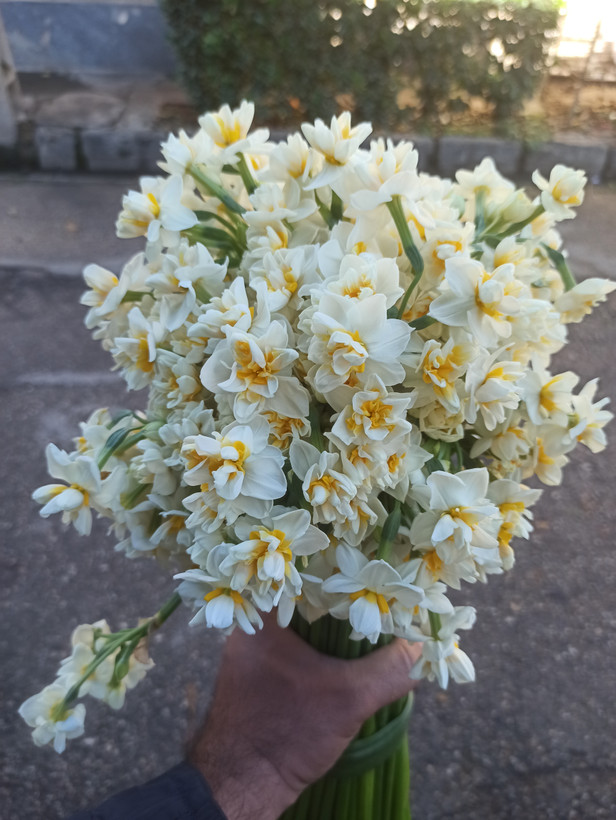 پیاز گل نرگس شصت پر معطر با کیفیت گلدهی از امسال (بسته یک کیلوگرمی)