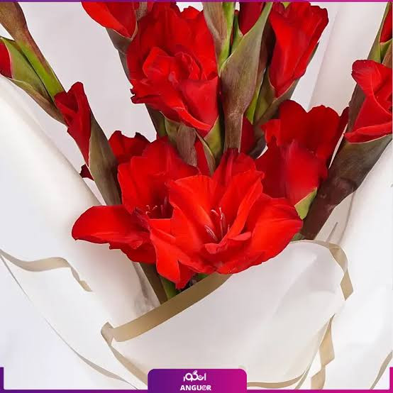 پکیج اقتصادی پیاز گلهای زینتی (۳۰ عددی)