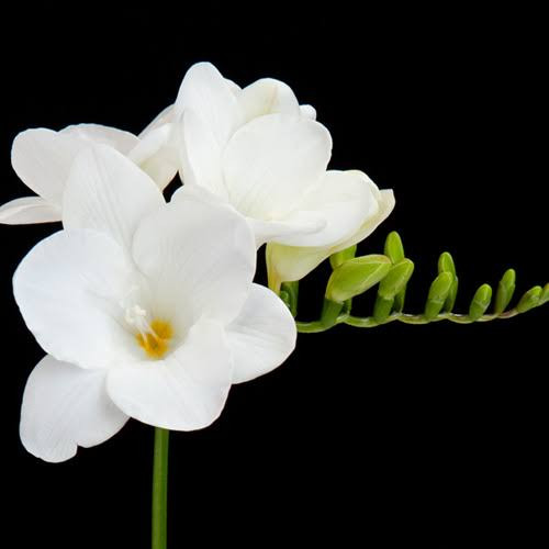 پکیج اقتصادی پیاز گلهای زینتی (۳۰ عددی)