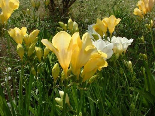 پکیج اقتصادی پیاز گلهای زینتی (۳۰ عددی)