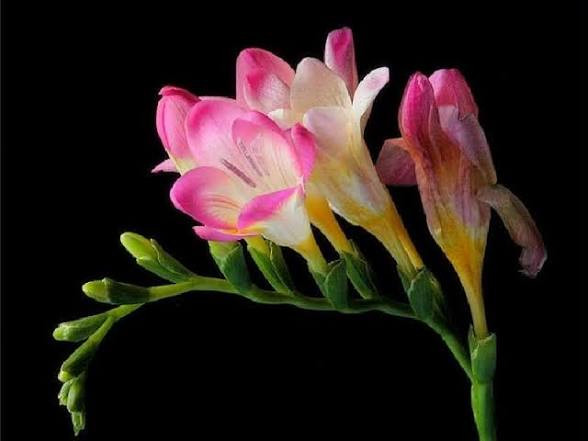 پکیج اقتصادی پیاز گلهای زینتی (۳۰ عددی)