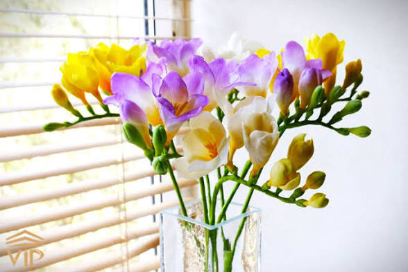 پکیج اقتصادی پیاز گلهای زینتی (۳۰ عددی)