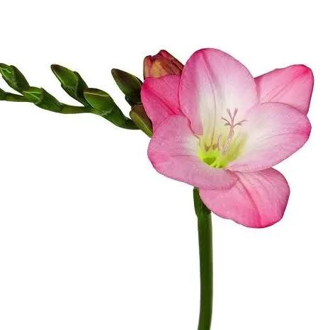 پکیج اقتصادی پیاز گلهای زینتی (۳۰ عددی)