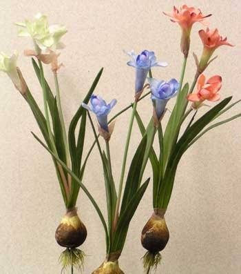 پیاز فریزیا سفید معطر یک عددی