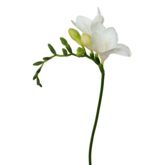 پیاز فریزیا سفید معطر ۵ عددی