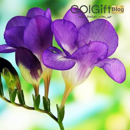 پیاز فریزیا بنفش معطر 15 عددی