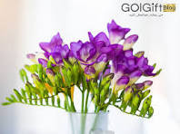 پیاز فریزیا بنفش معطر 15 عددی