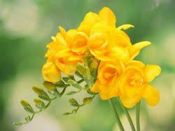 پیاز فریزیا زرد معطر 5 عددی