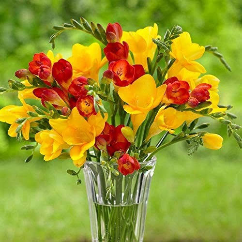 پیاز فریزیا زرد معطر 15 عددی