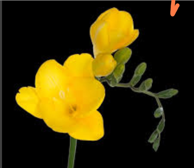 پیاز فریزیا زرد معطر 1 عددی
