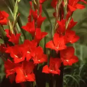 پکیج ۵ عدد پیاز گلایول ۳ رنگ (قرمز، بنفش، سفید)