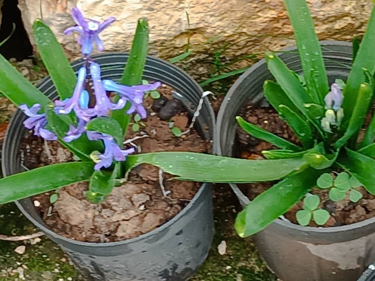 پیاز سنبل ایرانی معطر 5 عددی