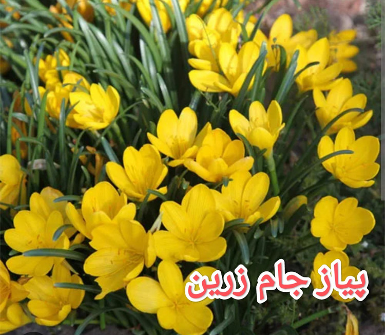 پیاز جام زرین سوپر درشت تک